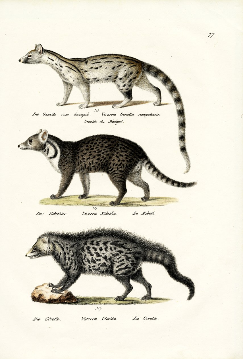 कीवेट, 1824 द्वारा कार्ल जोसेफ ब्रोड्टमैन