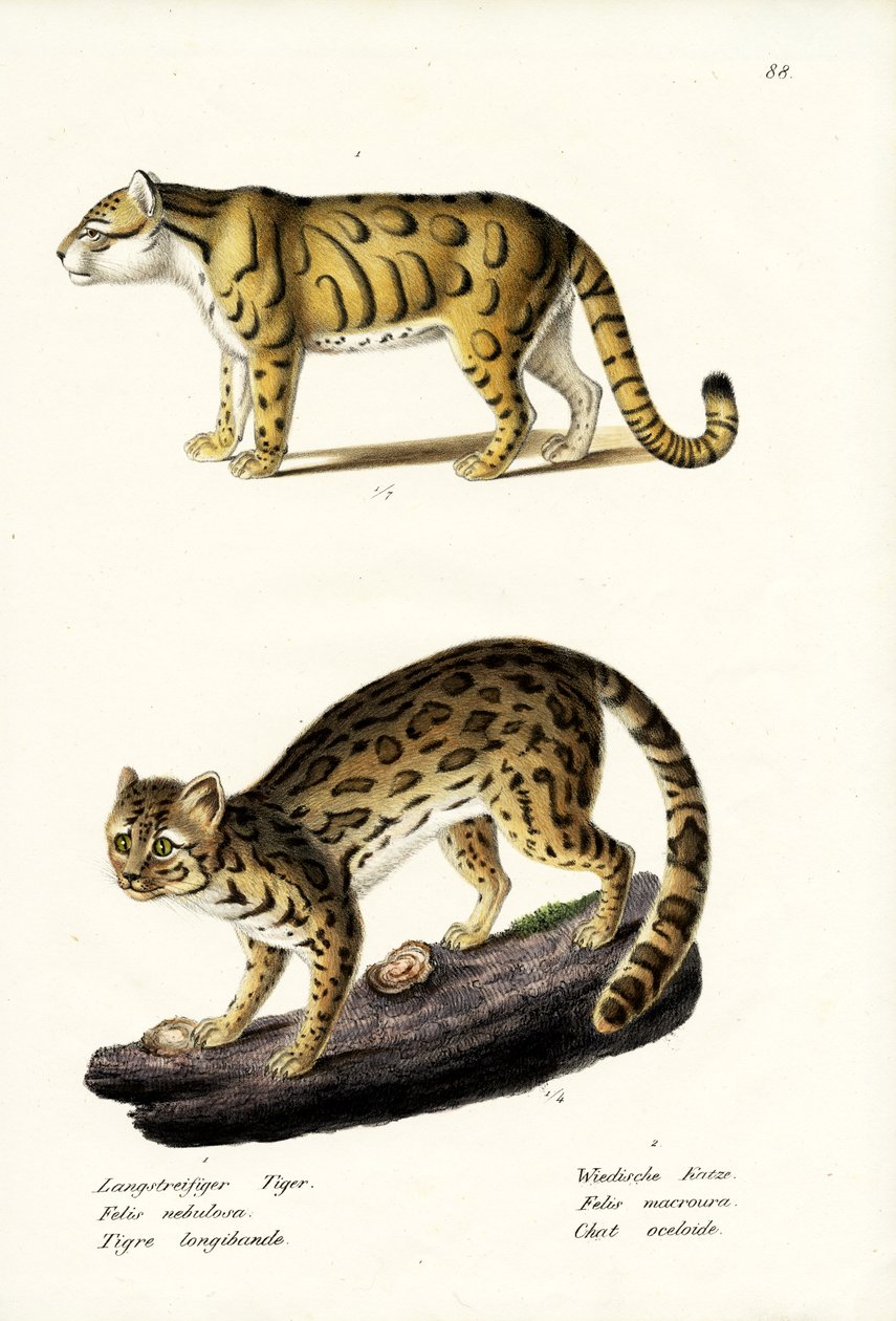क्लाउडेड लेपर्ड, 1824 द्वारा कार्ल जोसेफ ब्रोड्टमैन