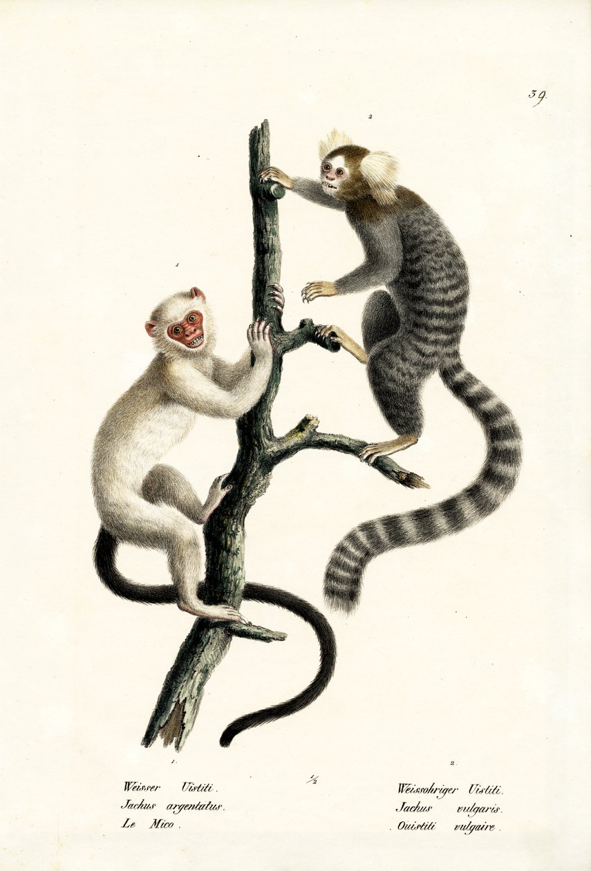 आम मर्मोसैट, 1824 द्वारा कार्ल जोसेफ ब्रोड्टमैन