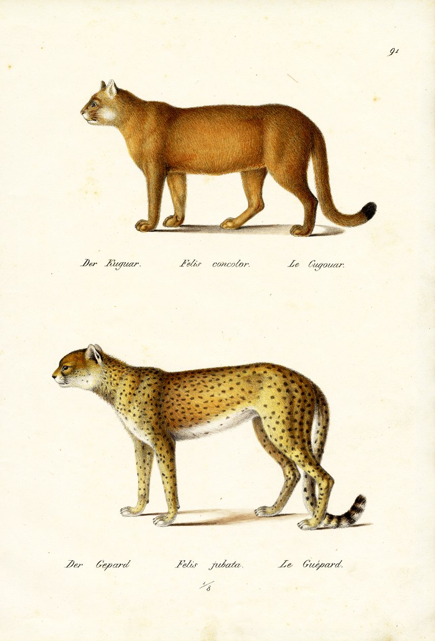 कौगर, 1824 द्वारा कार्ल जोसेफ ब्रोड्टमैन