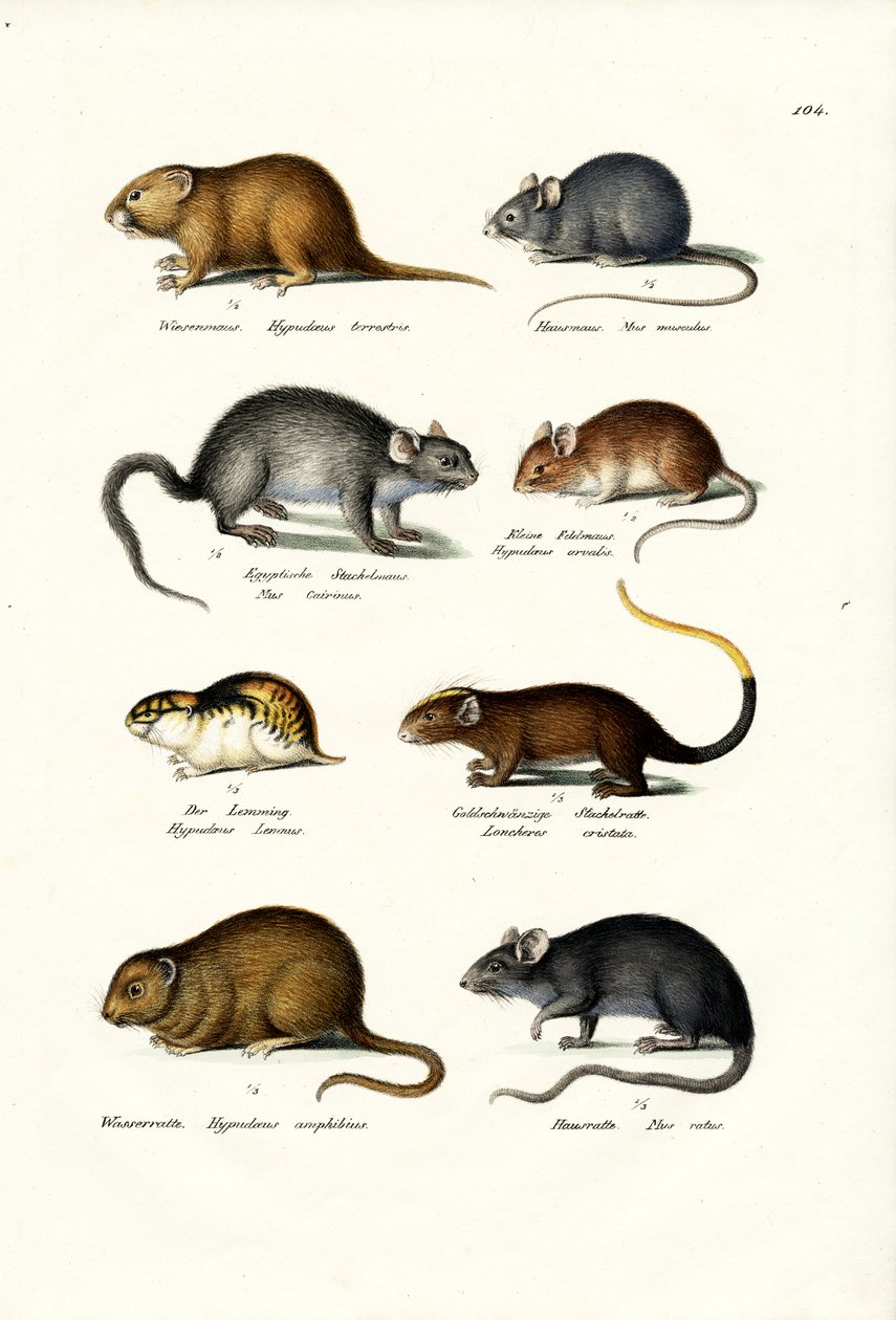 विभिन्न प्रकार के चूहे, 1824 द्वारा कार्ल जोसेफ ब्रोड्टमैन