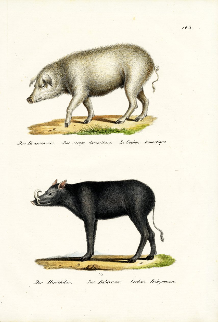 घरेलू सुअर, 1824 द्वारा कार्ल जोसेफ ब्रोड्टमैन