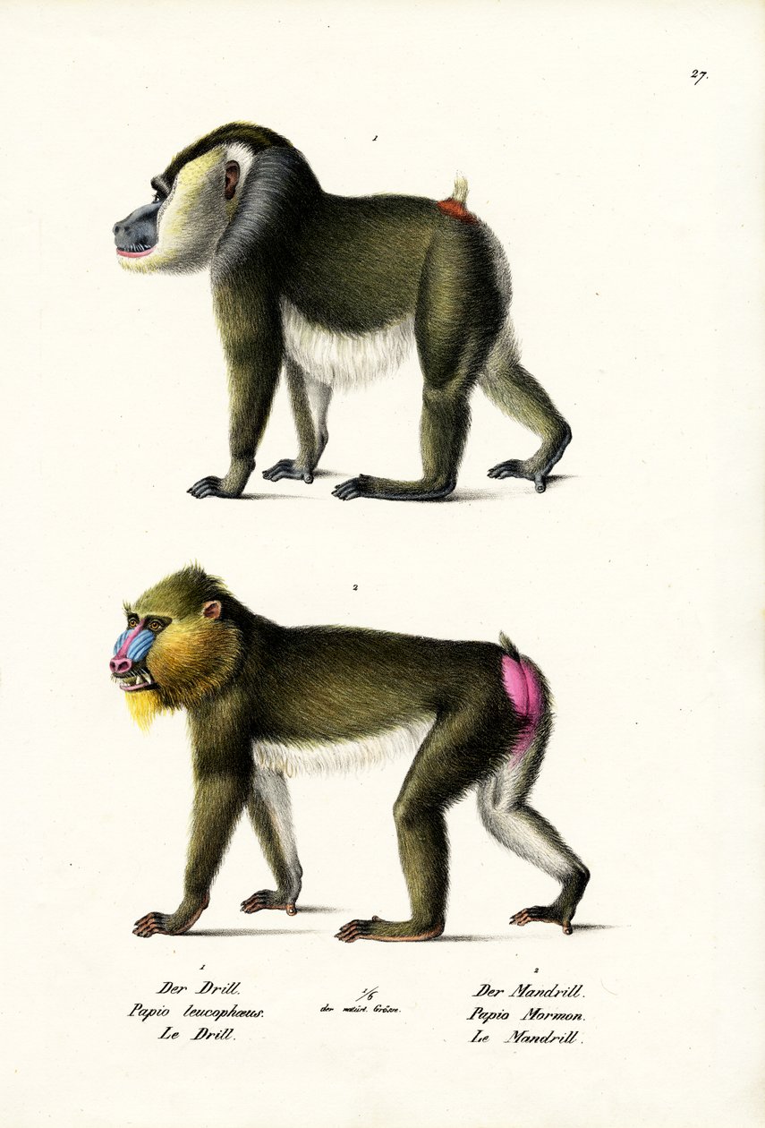 ड्रिल, 1824 द्वारा कार्ल जोसेफ ब्रोड्टमैन