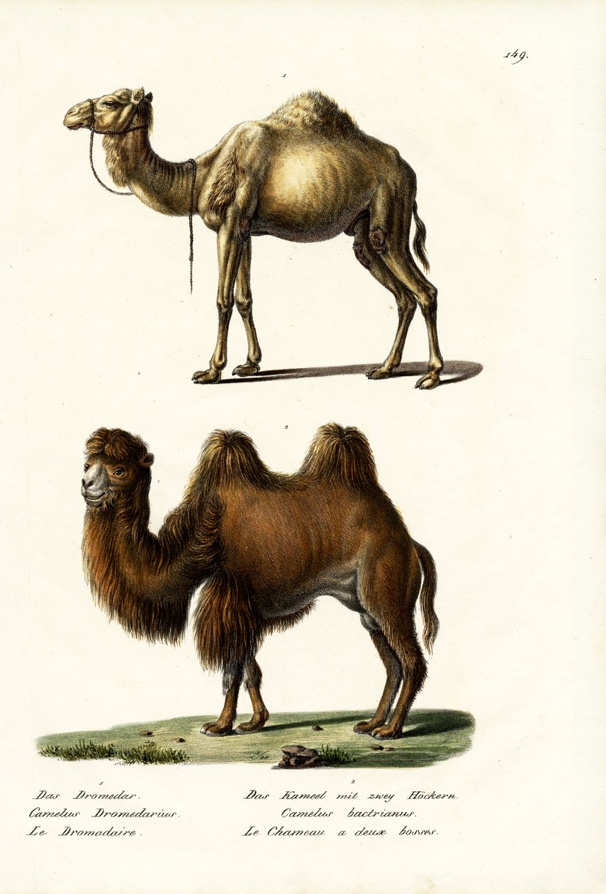 ड्रोमेडरी, 1824 द्वारा कार्ल जोसेफ ब्रोड्टमैन