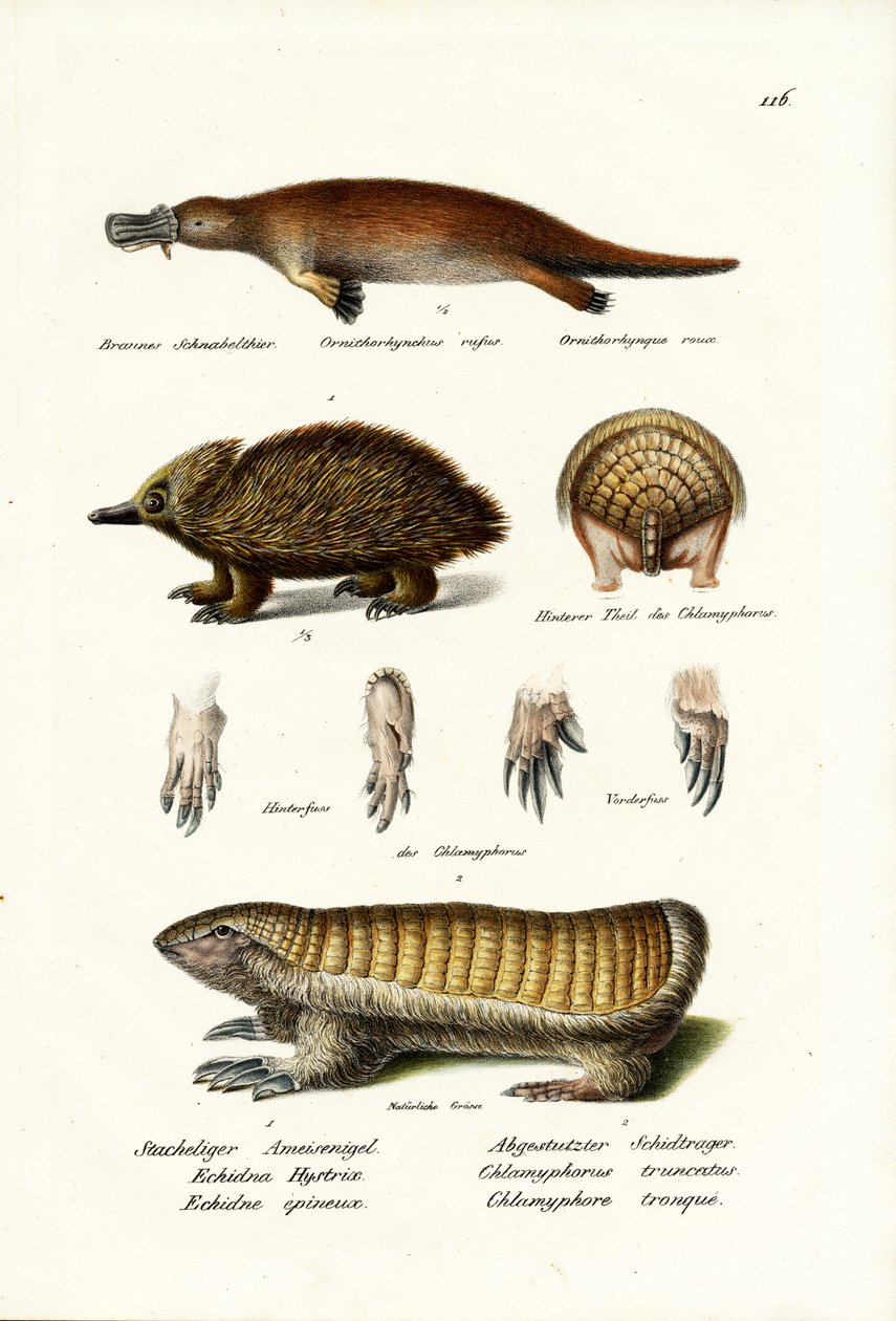 डकबिल्ड प्लैटिपस, 1824 द्वारा कार्ल जोसेफ ब्रोड्टमैन