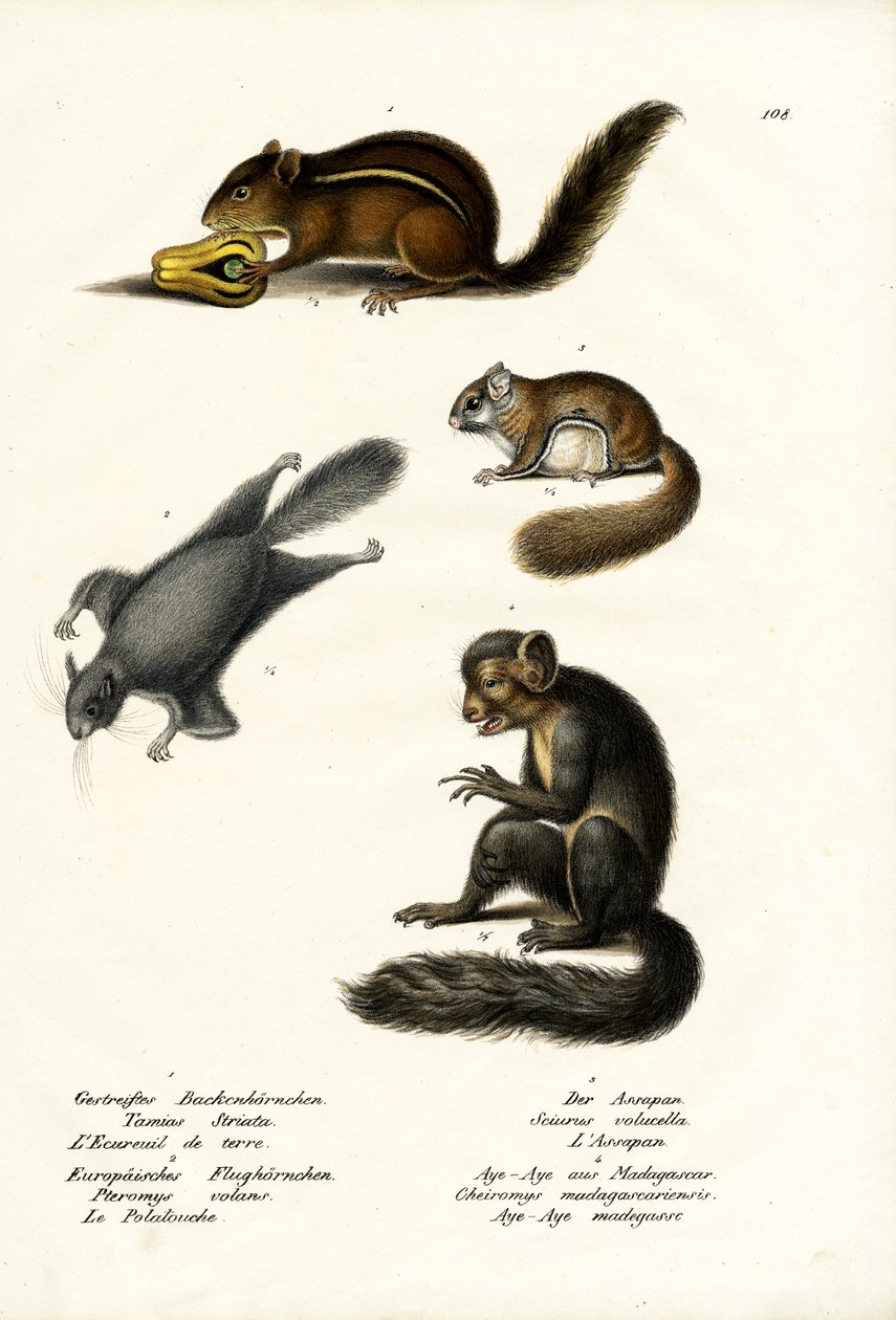पूर्वी चिपमंक, 1824 द्वारा कार्ल जोसेफ ब्रोड्टमैन