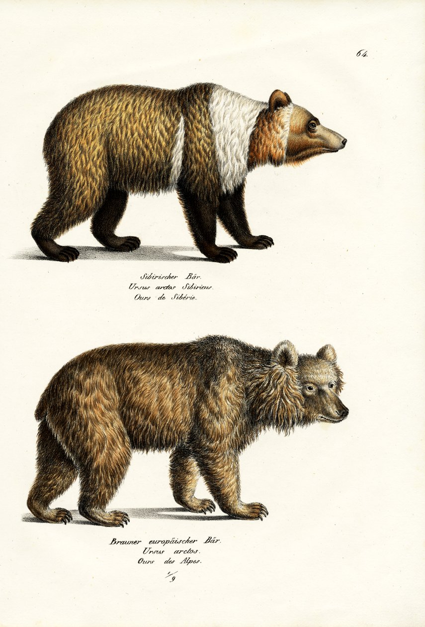 यूरोपीय ब्राउन भालू, 1824 द्वारा कार्ल जोसेफ ब्रोड्टमैन