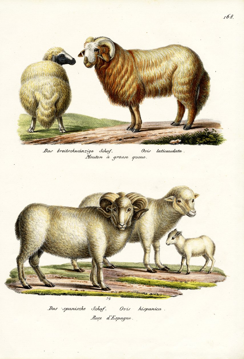 फैट-टेल्ड भेड़, 1824 द्वारा कार्ल जोसेफ ब्रोड्टमैन