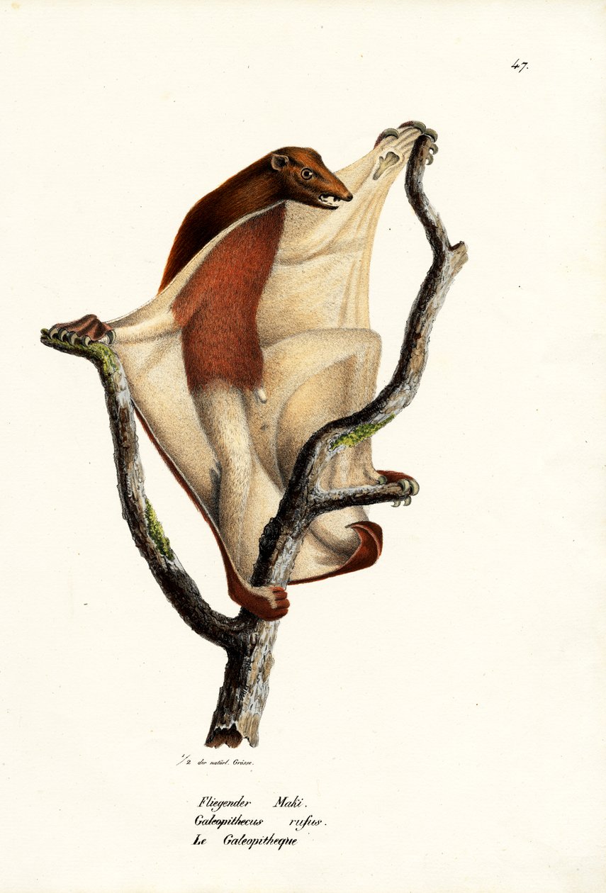 फ्लाइंग लेमूर, 1824 द्वारा कार्ल जोसेफ ब्रोड्टमैन
