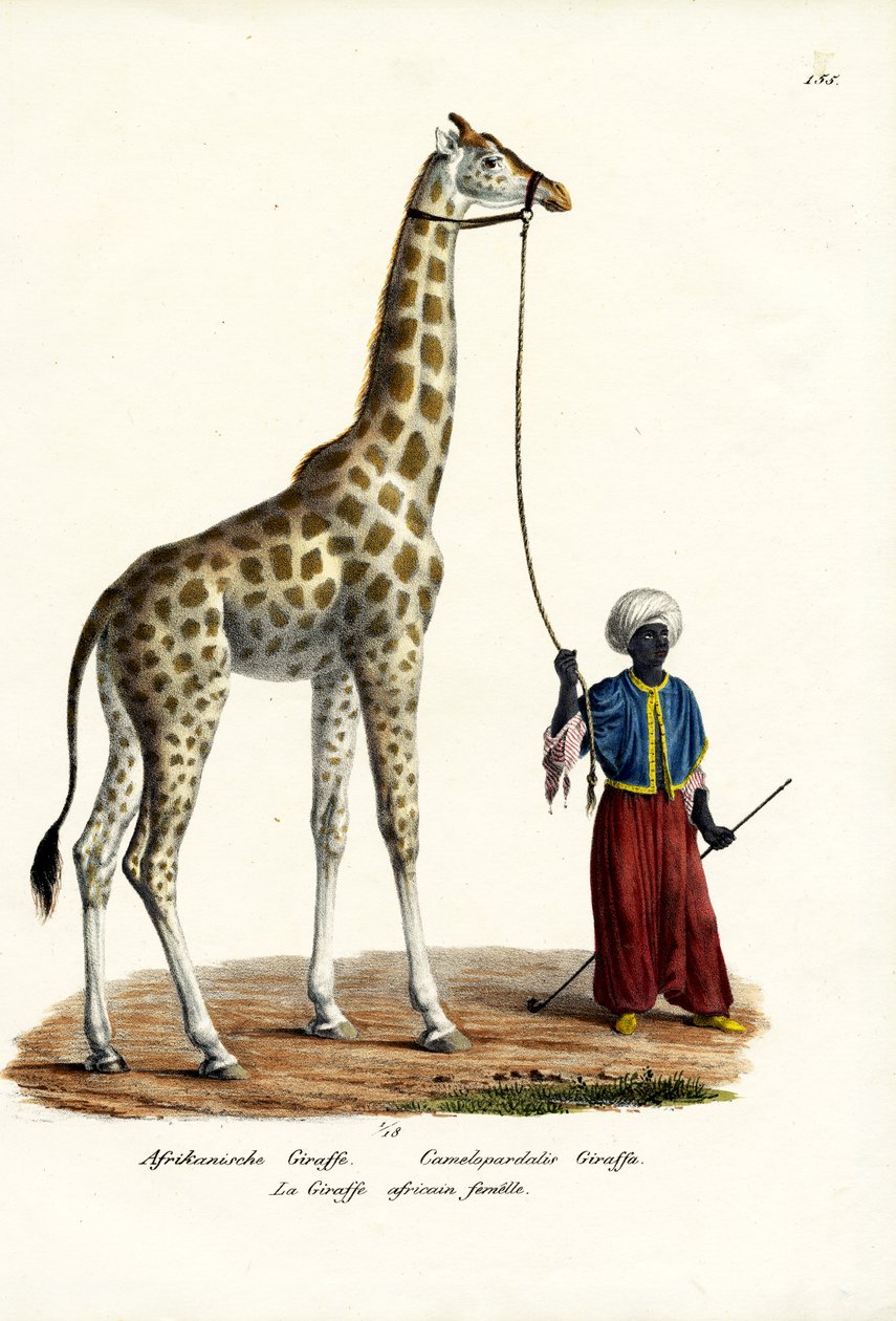 जिराफ, 1824 द्वारा कार्ल जोसेफ ब्रोड्टमैन