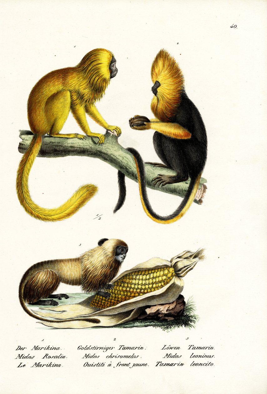 गोल्डन लायन तामरीन, 1824 द्वारा कार्ल जोसेफ ब्रोड्टमैन