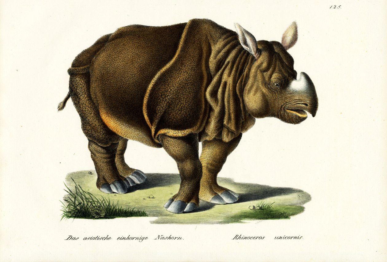 ग्रेटर इंडियन गैंडा, 1824 द्वारा कार्ल जोसेफ ब्रोड्टमैन