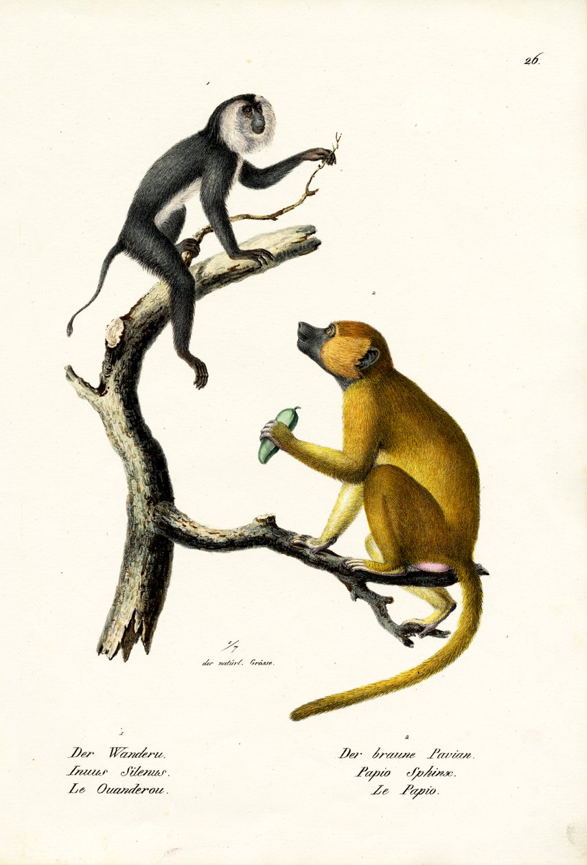 ग्रे लंगूर, 1824 द्वारा कार्ल जोसेफ ब्रोड्टमैन
