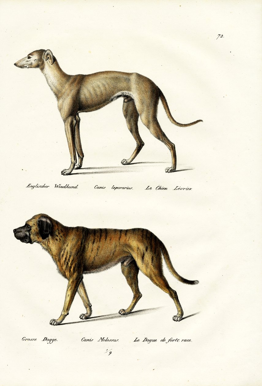 ग्रेहाउंड, 1824 द्वारा कार्ल जोसेफ ब्रोड्टमैन