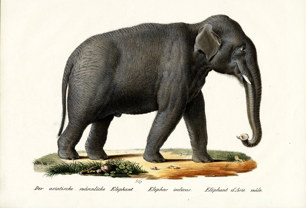 भारतीय हाथी, 1824 द्वारा कार्ल जोसेफ ब्रोड्टमैन