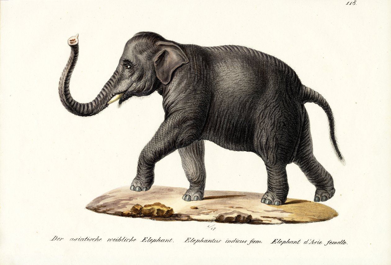 भारतीय हाथी, 1824 द्वारा कार्ल जोसेफ ब्रोड्टमैन