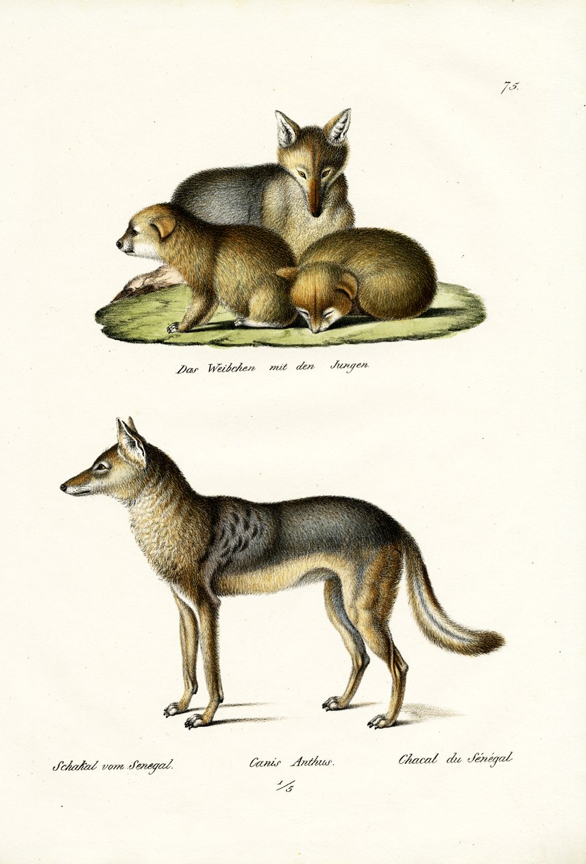 जैकाल, 1824 द्वारा कार्ल जोसेफ ब्रोड्टमैन
