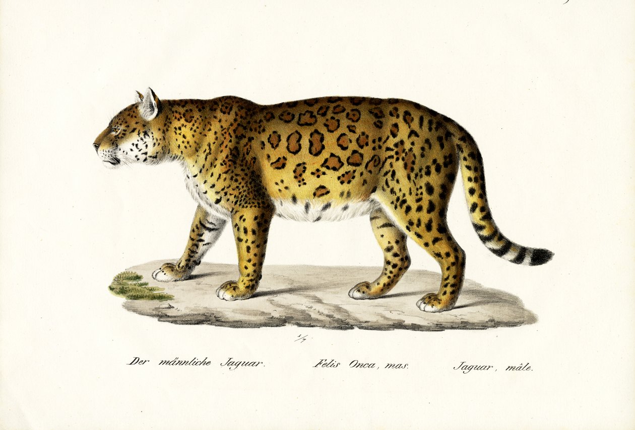 जगुआर, 1824 द्वारा कार्ल जोसेफ ब्रोड्टमैन