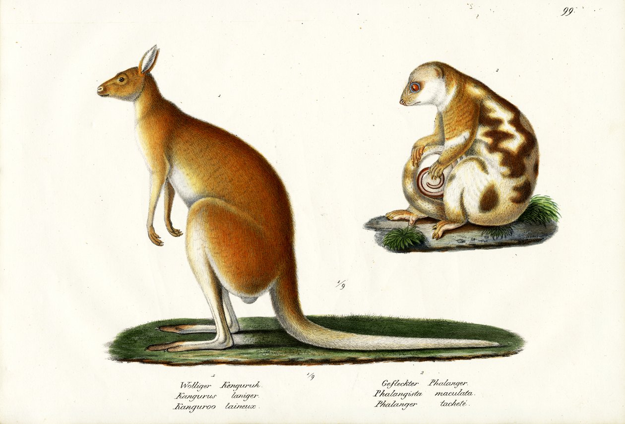 कंगारू, 1824 द्वारा कार्ल जोसेफ ब्रोड्टमैन