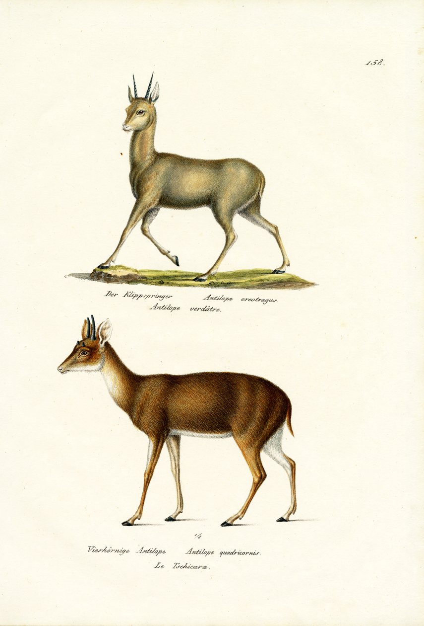 क्लिप्सप्रिंगर, 1824 द्वारा कार्ल जोसेफ ब्रोड्टमैन