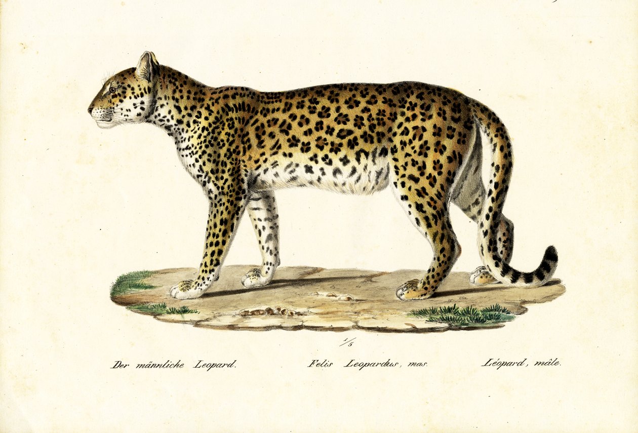 तेंदुआ, 1824 द्वारा कार्ल जोसेफ ब्रोड्टमैन