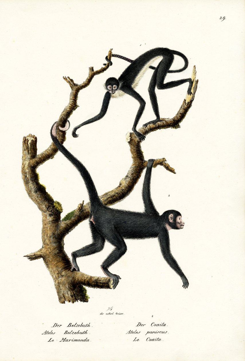 लंबे बालों वाले स्पाइडर बंदर, 1824 द्वारा कार्ल जोसेफ ब्रोड्टमैन