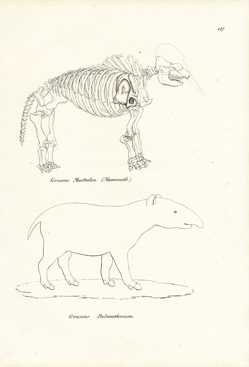मास्टोडन, 1824 द्वारा कार्ल जोसेफ ब्रोड्टमैन