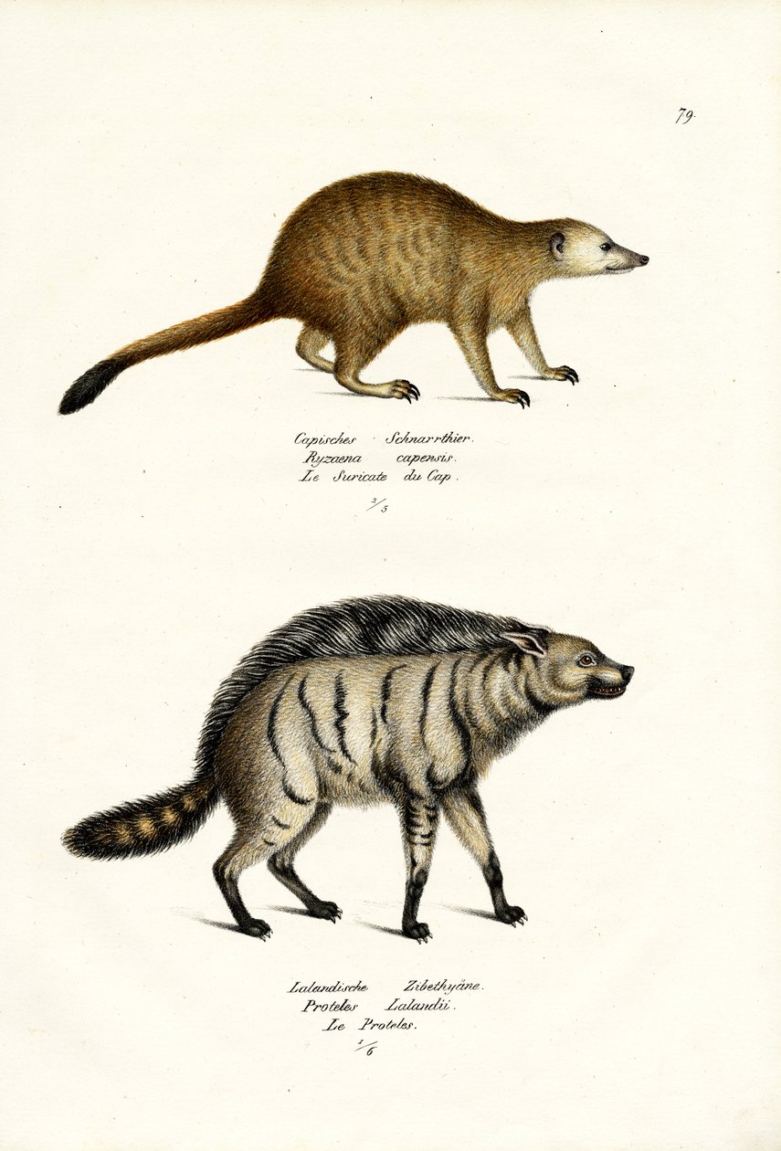 मानगो, 1824 द्वारा कार्ल जोसेफ ब्रोड्टमैन