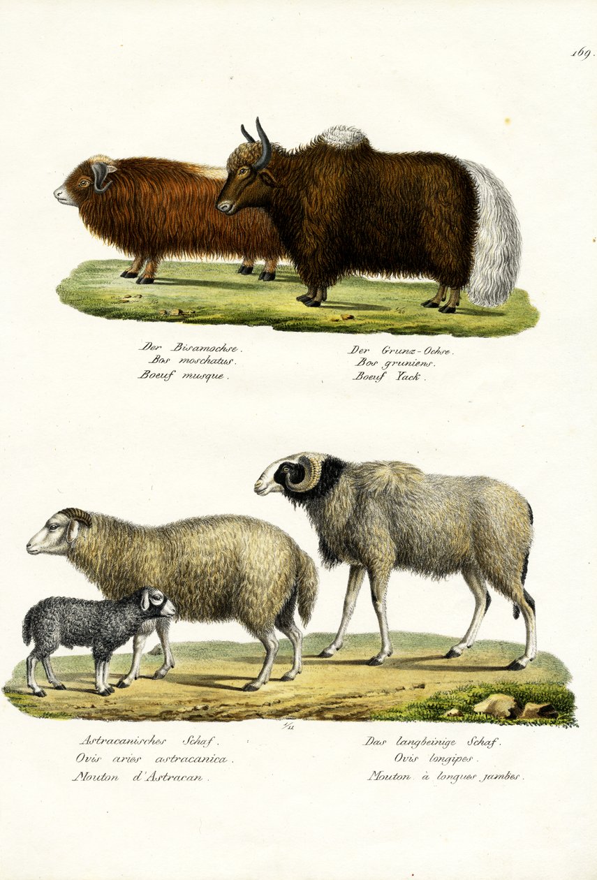 कस्तूरी ऑक्स, 1824 द्वारा कार्ल जोसेफ ब्रोड्टमैन