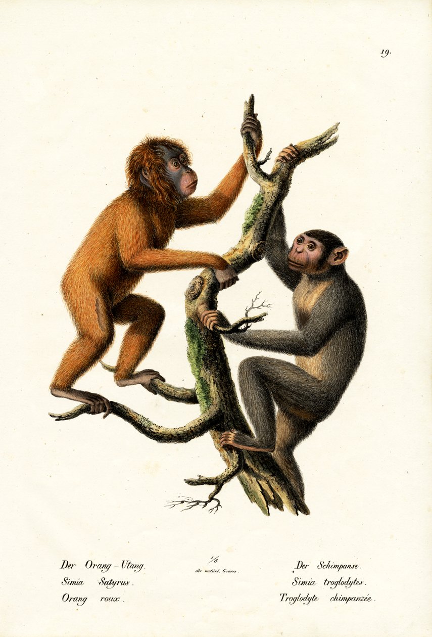 ओरंगुटान, 1824 द्वारा कार्ल जोसेफ ब्रोड्टमैन