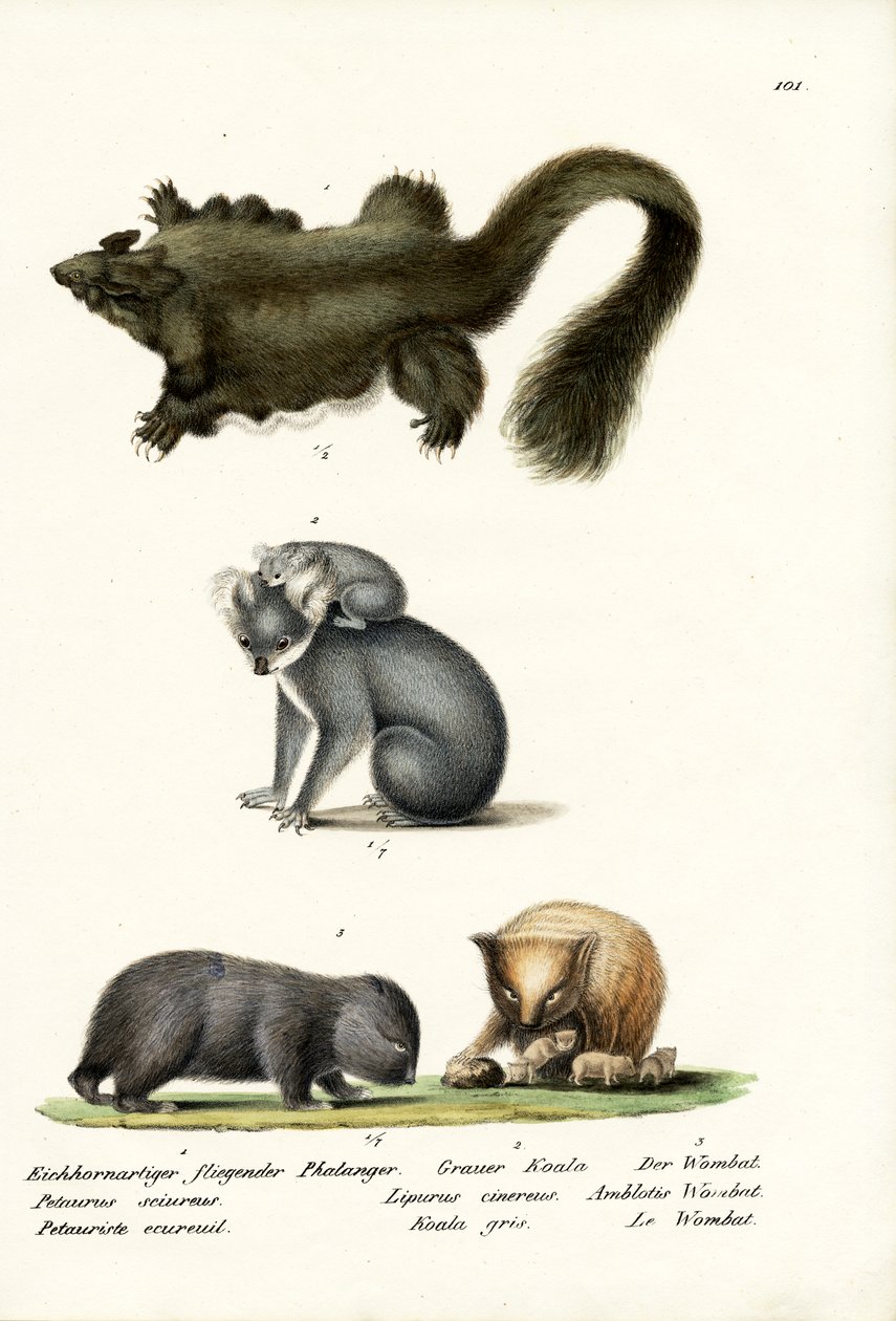 फलांगर, 1824 द्वारा कार्ल जोसेफ ब्रोड्टमैन