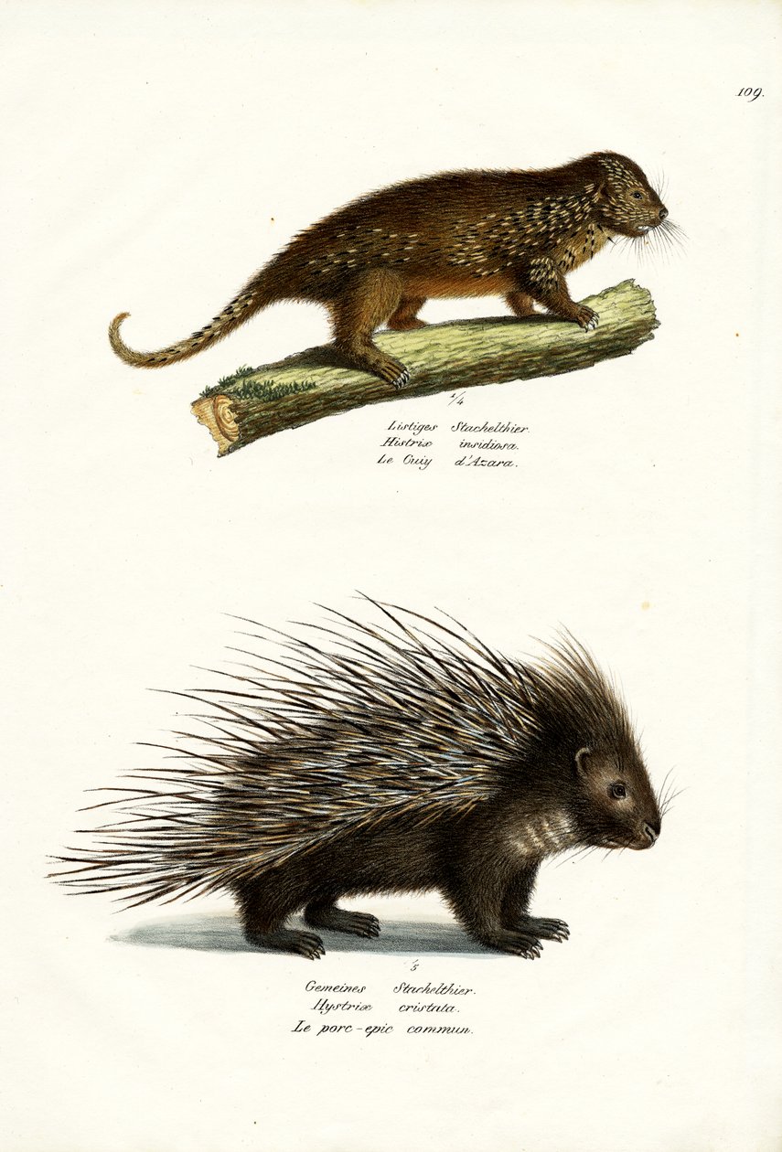 साही, 1824 द्वारा कार्ल जोसेफ ब्रोड्टमैन