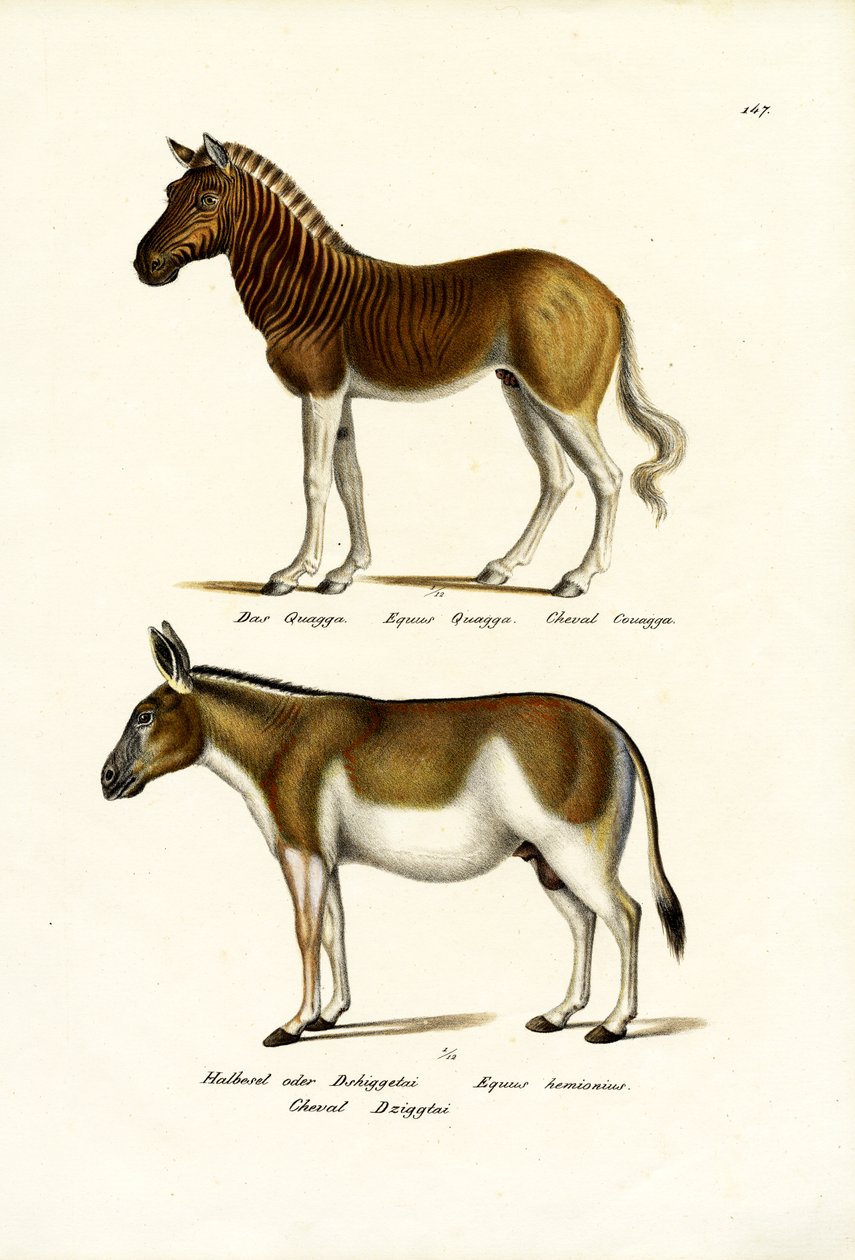 क्वागा, 1824 द्वारा कार्ल जोसेफ ब्रोड्टमैन