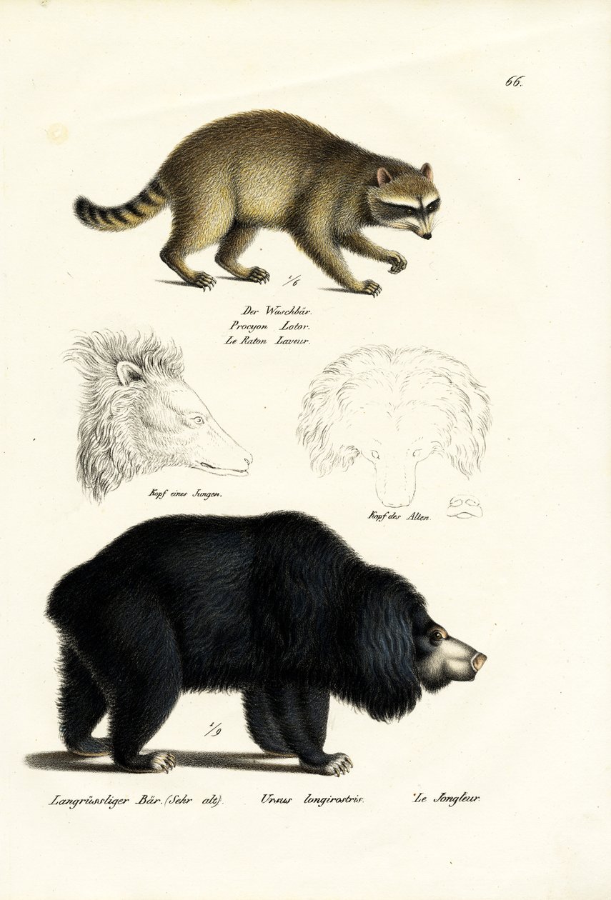 रैकोन, 1824 द्वारा कार्ल जोसेफ ब्रोड्टमैन