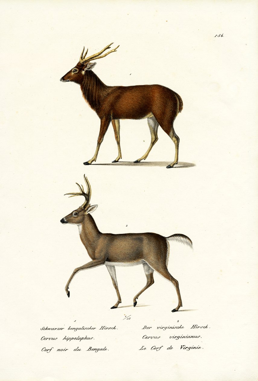 रेड डियर, 1824 द्वारा कार्ल जोसेफ ब्रोड्टमैन