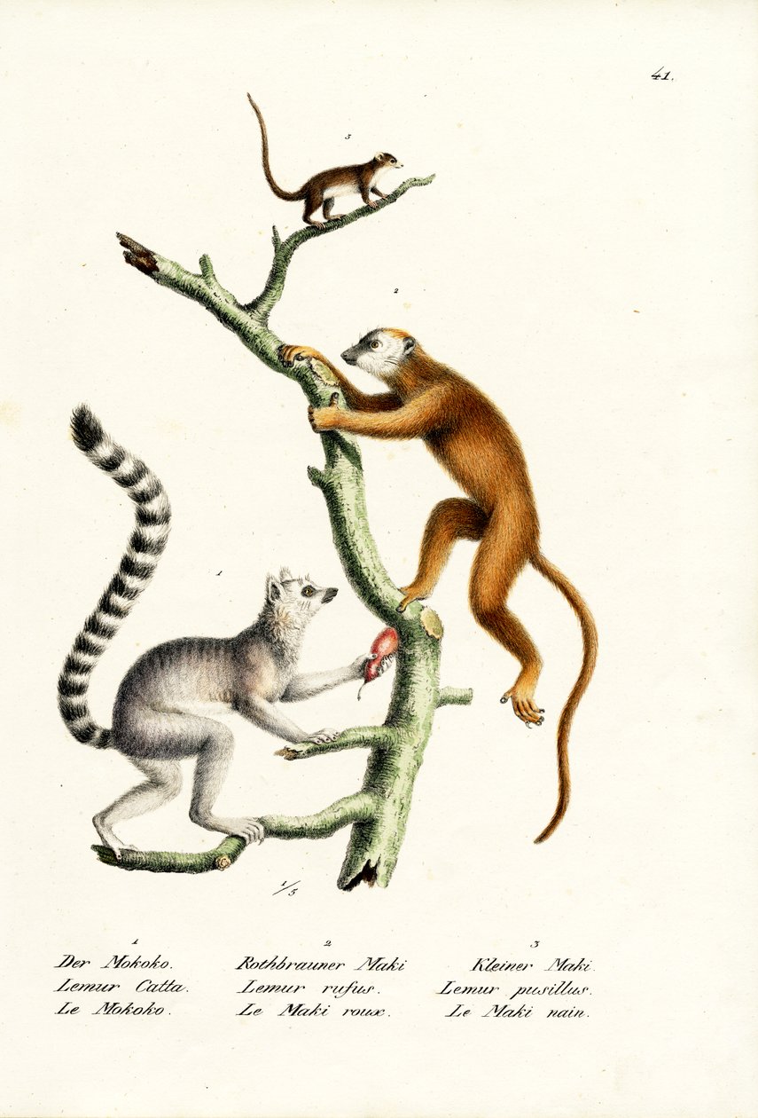 रिंग-टेल्ड लेमुर, 1824 द्वारा कार्ल जोसेफ ब्रोड्टमैन