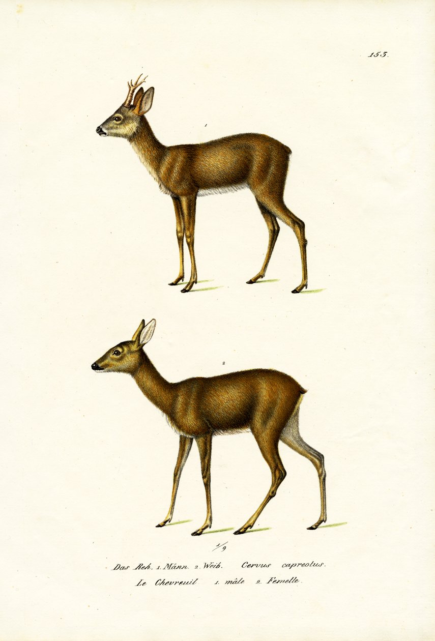 रो डीयर, 1824 द्वारा कार्ल जोसेफ ब्रोड्टमैन