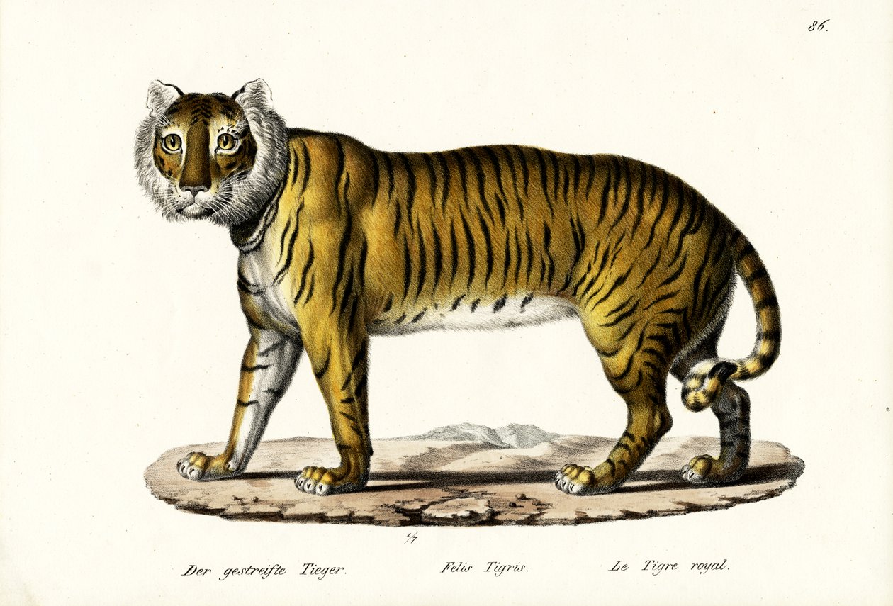 रॉयल टाइगर, 1824 द्वारा कार्ल जोसेफ ब्रोड्टमैन