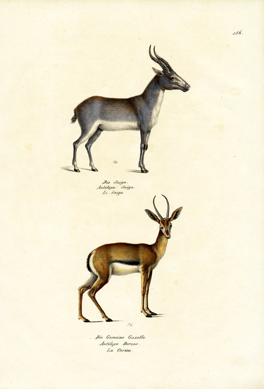 साइगा एंटेलोप, 1824 द्वारा कार्ल जोसेफ ब्रोड्टमैन