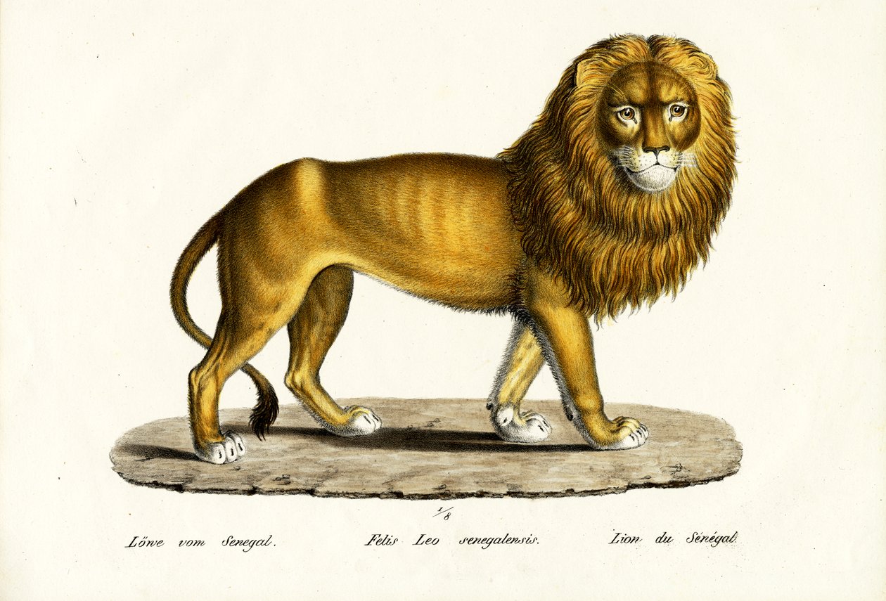 सेनेगल लायन, 1824 द्वारा कार्ल जोसेफ ब्रोड्टमैन