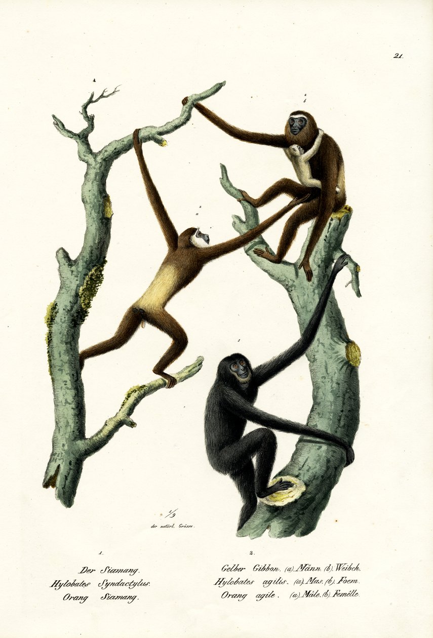 सियामंग, 1824 द्वारा कार्ल जोसेफ ब्रोड्टमैन