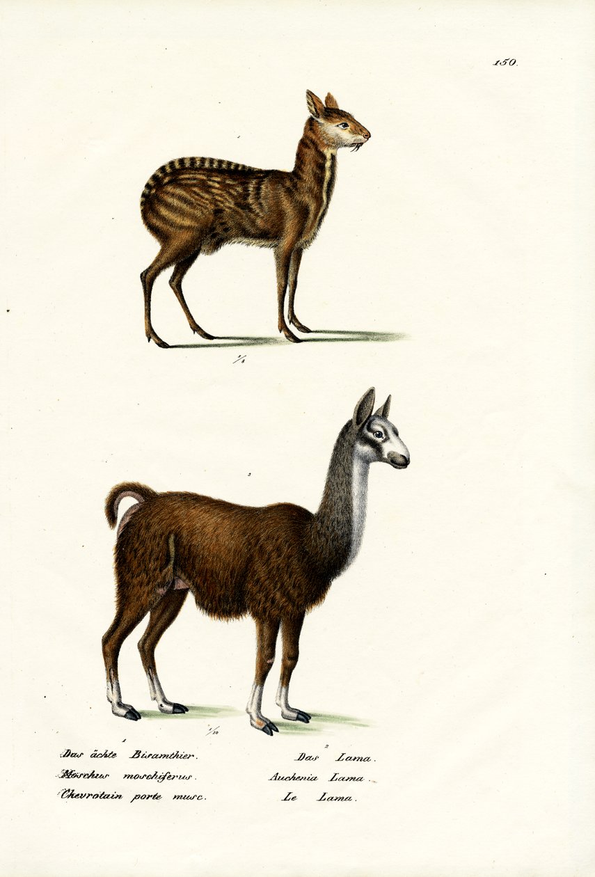 साइबेरियन मस्क डियर, 1824 द्वारा कार्ल जोसेफ ब्रोड्टमैन