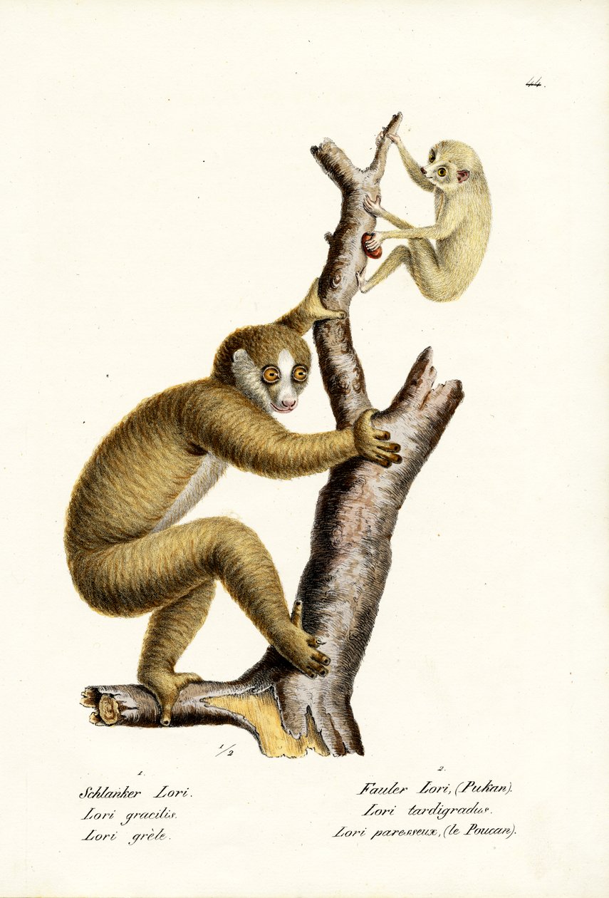 पतला लोरिस, 1824 द्वारा कार्ल जोसेफ ब्रोड्टमैन