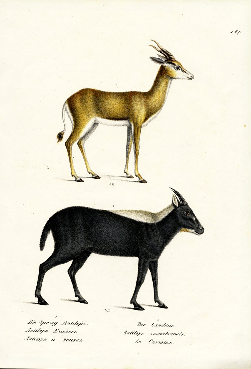 स्प्रिंगबक, 1824 द्वारा कार्ल जोसेफ ब्रोड्टमैन