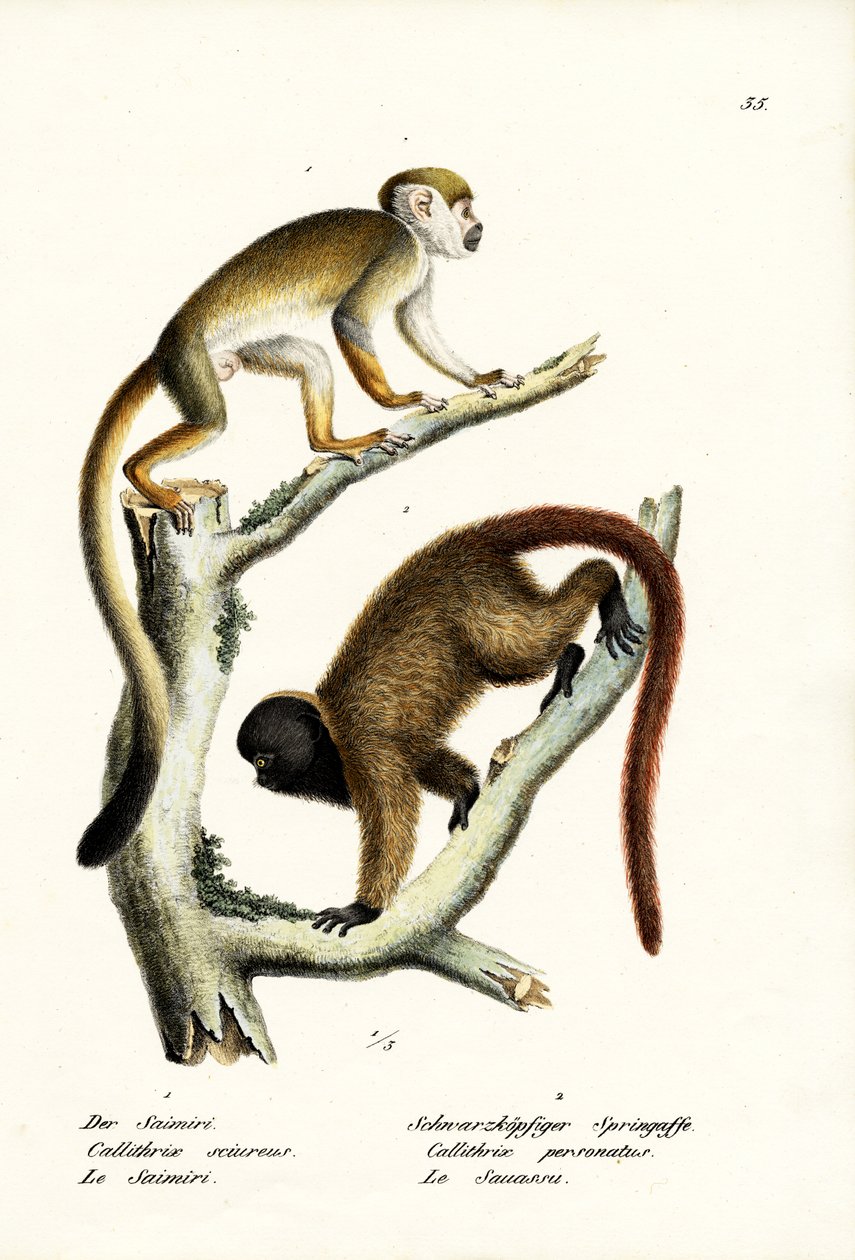 गिलहरी बंदर, 1824 द्वारा कार्ल जोसेफ ब्रोड्टमैन
