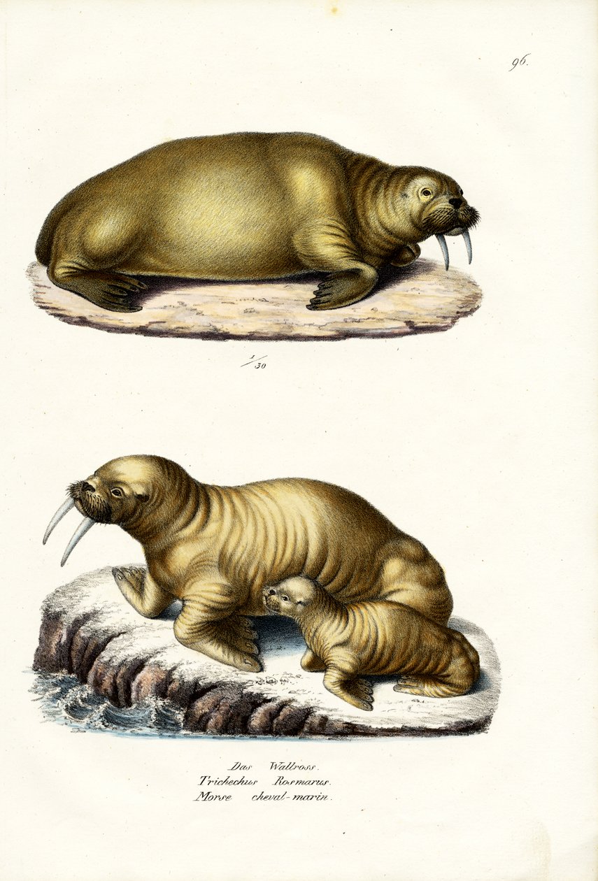 वालरस, 1824 द्वारा कार्ल जोसेफ ब्रोड्टमैन