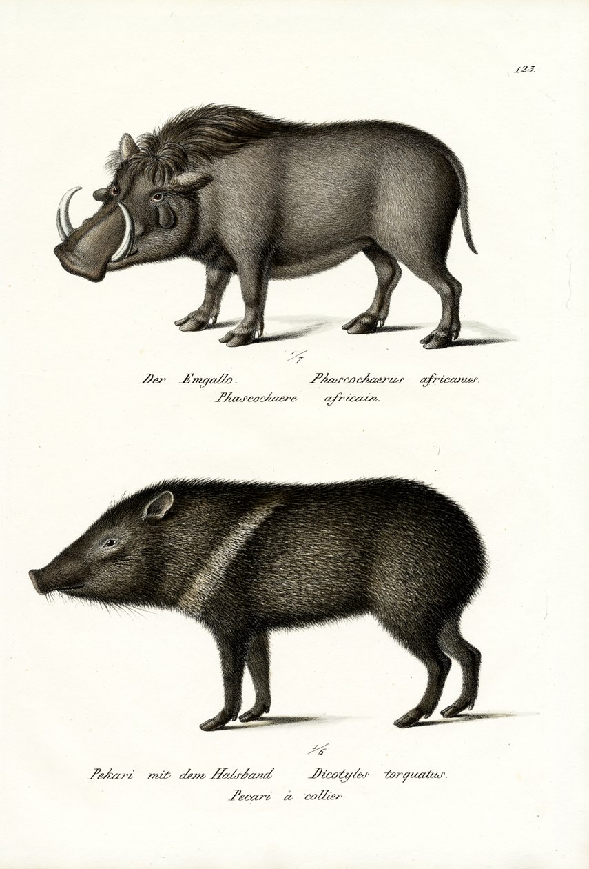 वॉर्थोग, 1824 द्वारा कार्ल जोसेफ ब्रोड्टमैन