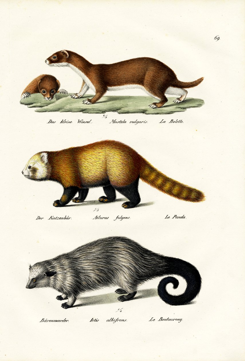 वेसल, 1824 द्वारा कार्ल जोसेफ ब्रोड्टमैन