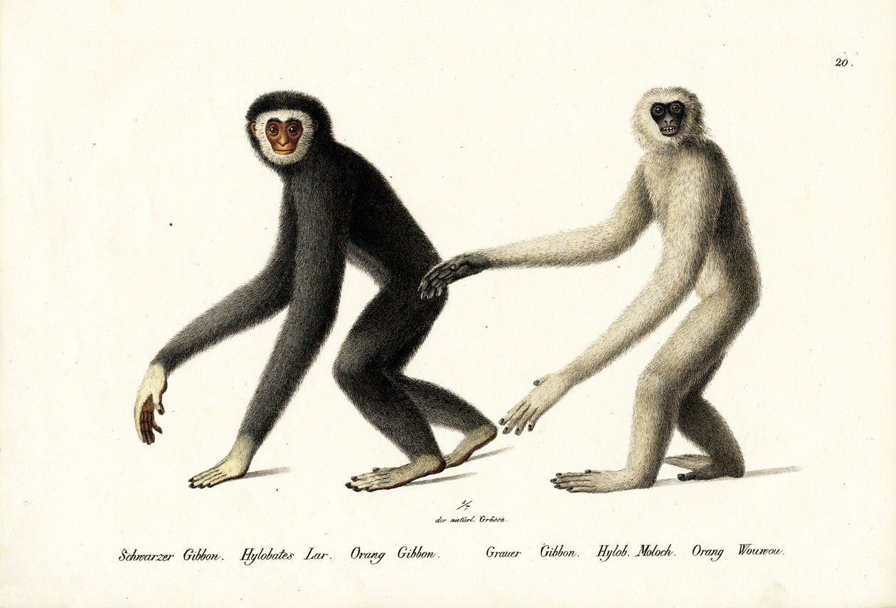 व्हाइट-हैंडेड गिब्बन, 1824 द्वारा कार्ल जोसेफ ब्रोड्टमैन