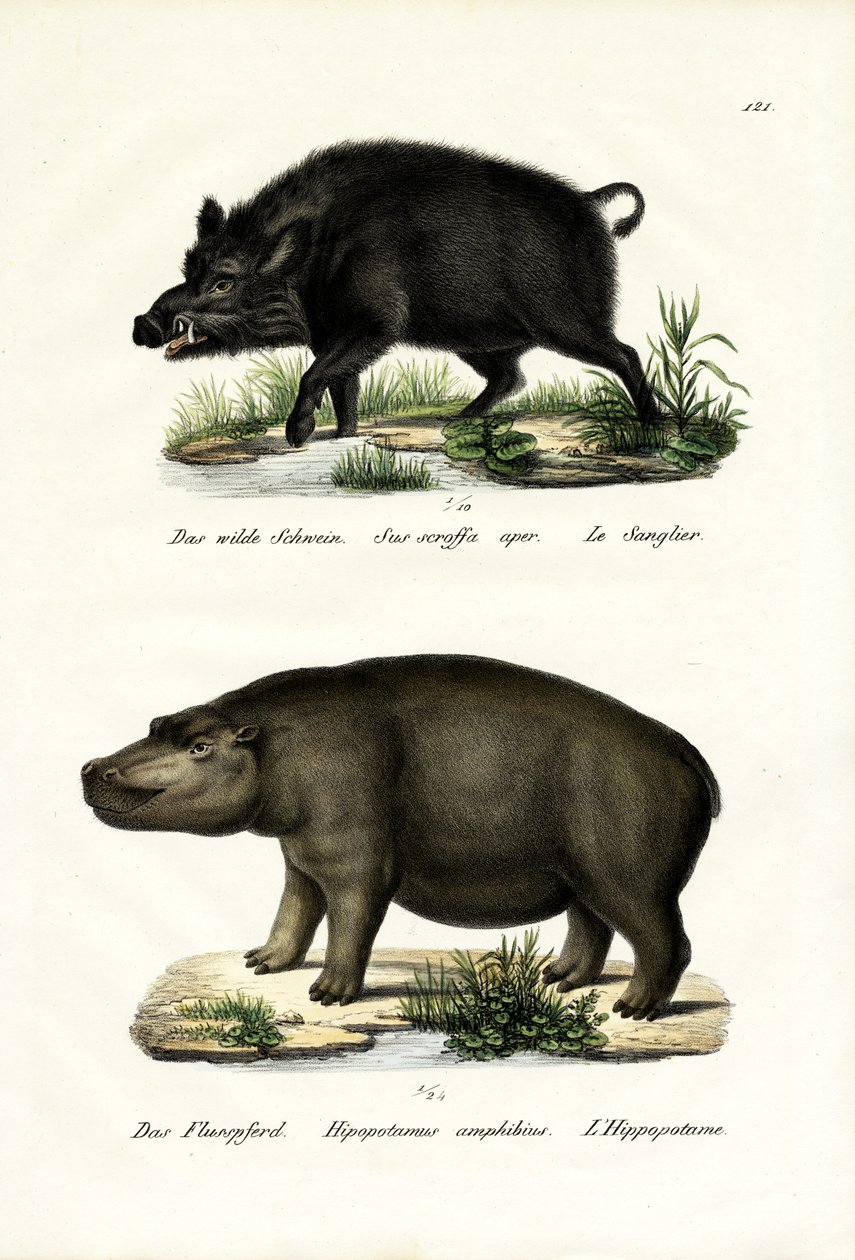 जंगली सूअर, 1824 द्वारा कार्ल जोसेफ ब्रोड्टमैन